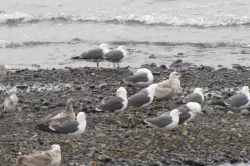 Many seagulls live on the coast