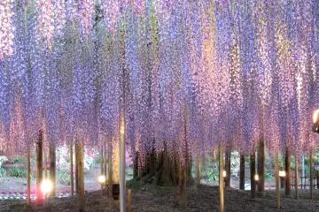 Wisteria at the Ashikaga Flower Park