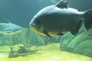 Scary piranha