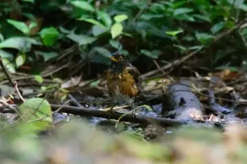 The Izu thrush, or akakokko, Miyakejima Island