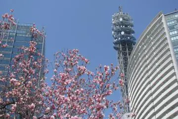 Nice blooming trees and blue skies