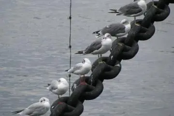 Seagulls 