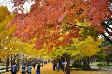 Tachikawa City, Tokyo (Photo: <a href="https://commons.wikimedia.org/wiki/File:Midoricho,_Tachikawa,_Tokyo_190-0014,_Japan_-_panoramio.jpg" target="_blank" rel="noreferrer noopener nofollow">RiN</a> / <a href="https://creativecommons.org/licenses/by-sa/3.0/deed.en" target="_blank" rel="noreferrer noopener nofollow">CC BY-SA 3.0</a>)