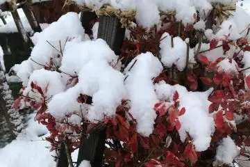 Trees must be protected from the heavy weight of the snowfall here
