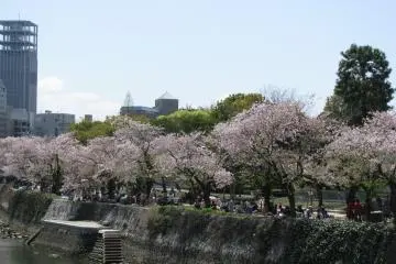 Picnics under sakura
