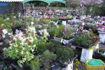 A Flower market