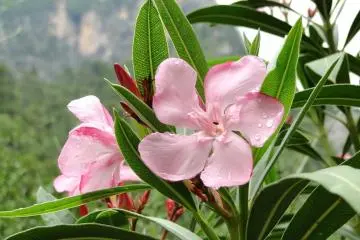 Oleander is the symbolic flower of Hiroshima