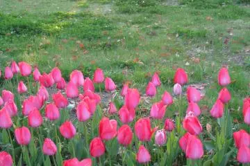 A lot of tulips in spring