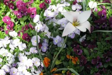 Some more spring flowers