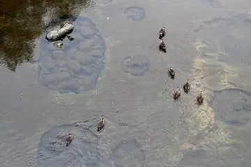 Ducks in the Hirose River