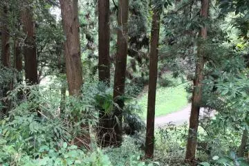 A forest in the city