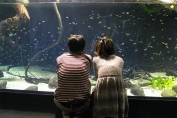 Aquariums are popular places for romantic dates