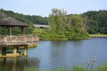 Forest and Park of the 21st Century