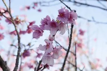 The delicate beauty of sakura blossoms (Photo: <a href="https://commons.wikimedia.org/wiki/File:Nago_celebrates_52nd_annual_Cherry_Blossom_Festival_140125-M-ZH183-801.jpg" target="_blank" rel="noreferrer noopener nofollow">Cpl. Natalie Rostran</a> / Public Domain)