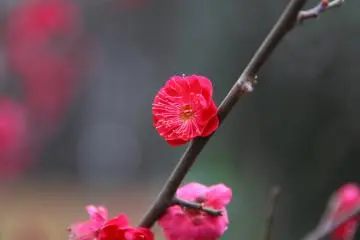 Pink plum blossoms (Photo: <a href="https://www.flickr.com/photos/shimazu/3274767256/" target="_blank" rel="noreferrer noopener nofollow">Yuki Shimazu</a> / <a href="https://creativecommons.org/licenses/by-sa/2.0/" target="_blank" rel="noreferrer noopener nofollow">CC BY-SA 2.0</a>)