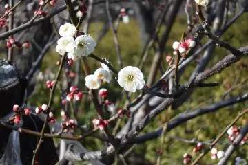 A white plum blossom variety (Photo: <a href="https://www.flickr.com/photos/knagatani/39179870155" target="_blank" rel="noreferrer noopener nofollow">Kentaro Nagatani</a> / Public Domain)