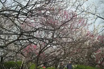 The beginning of spring is often marked by the arrival of plum blossoms (Photo: <a href="https://www.flickr.com/photos/dishhh/111341360/" target="_blank" rel="noreferrer noopener nofollow">yy</a> / <a href="https://creativecommons.org/licenses/by/2.0/" target="_blank" rel="noreferrer noopener nofollow">CC BY 2.0</a>)