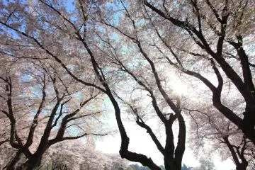Springtime beauty at Tobu Treasure Garden