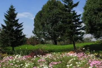 A cosmos field