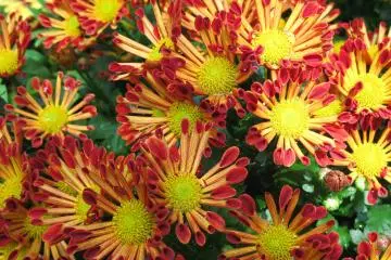 Much of the beauty can be admired up close