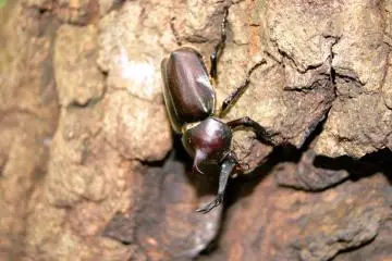 Japanese rhinoceros beetle