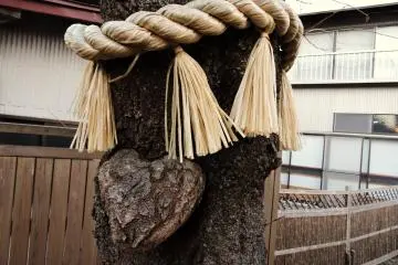 A tree with heart