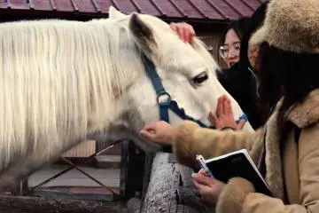 Friendly white horse