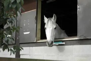 Horse riding is a popular attraction at Aichi Bokujo. (Photo: Aichi Prefecture)