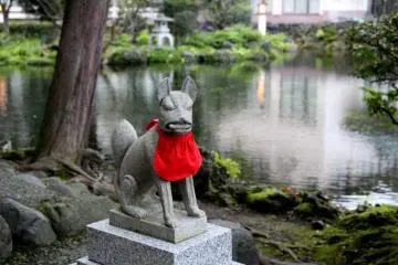 Kitsune in a red apron
