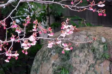 Cherry blossoms.