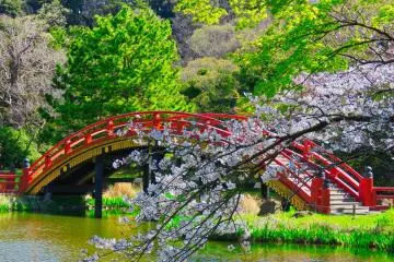 Arch Bridge during cherry blossom season