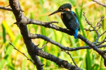 Kingfisher at Ajigaike Pond
