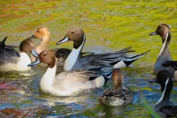 Shomyoji wildlife in November