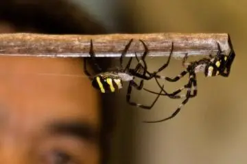 This festival is not for the arachnophobic (Photo: Japan Travel)