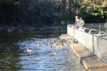 Feeding ducks in the duck pond.