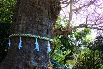 The sacred tree