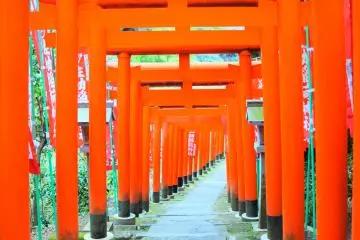 Path of red torii gates leading inside 