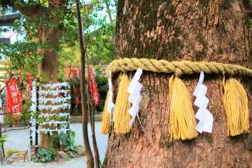 A sacred tree