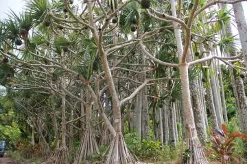 <p>The screw pines are beautifully pruned and hardly recognizable as the dense and unsightly overgrown form it is seen as everywhere else on Okinawa</p>
