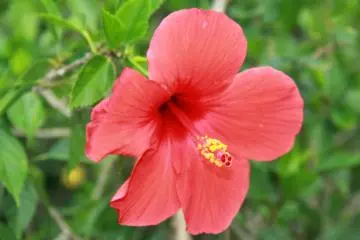 <p>There are hibiscus flowers throughout the park</p>
