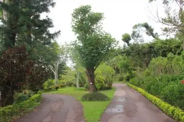 <p>A Brazilian Rose Tree towers above a fork in the pathway at Southeast Botanical Gardens</p>