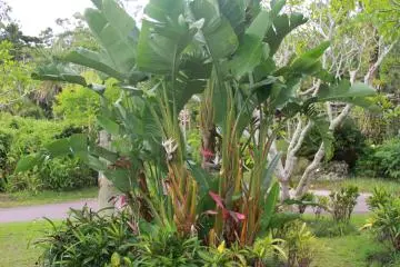 <p>This groomed arrangement includes flowering birds of prey</p>