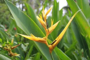 <p>The garden staff has done a remarkable job displaying the names of most plants, flowers and trees in easy to find locations, but I'm not sure what this one is; its similar to a bird of prey, perhaps?</p>