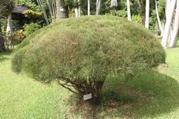 <p>Australian pines are small bushes originating from the outback</p>