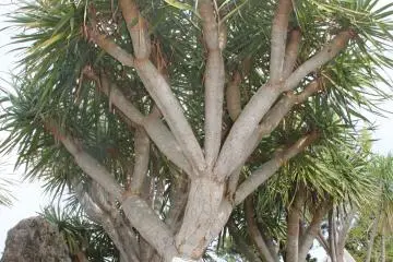 <p>The northwest corner of Southeast Botanical Gardens is dedicated to arid flora like cacti and this dragon's blood tree</p>