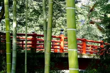 Shuzen-ji Bamboo Path
