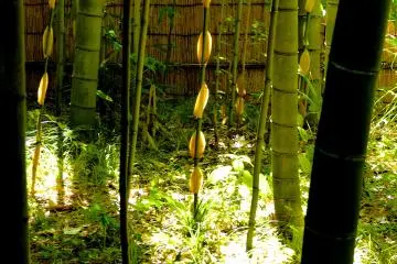 <p>มีไผ่หลายชนิดโตอยู่ที่นี่</p>