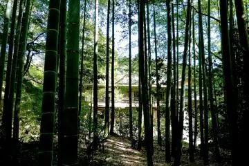<p>บรรดาต้นไผ่เป็นเสมือนฉากกั้นโลกภายนอก</p>