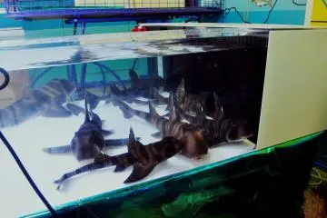 Among the many clothing stores, there is an aquarium-like shop with sharks and other sea animals.