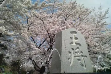 Tendo Sakura Matsuri